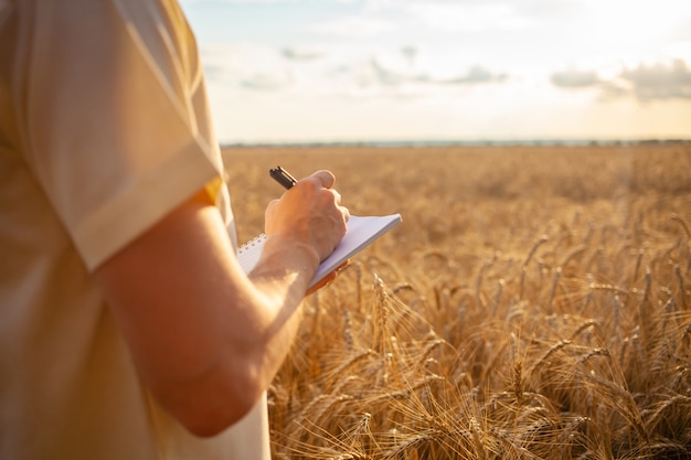 Man agronomist in a wheat field