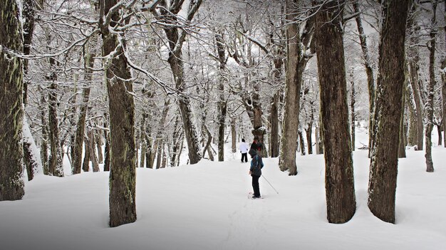 Foto uomo in mezzo agli alberi nudi nella foresta durante la neve