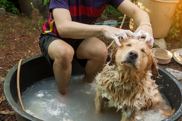 Photo man bathing dog sitting in tub