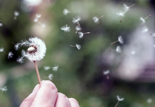 Foto uomo che soffia un dente di leone