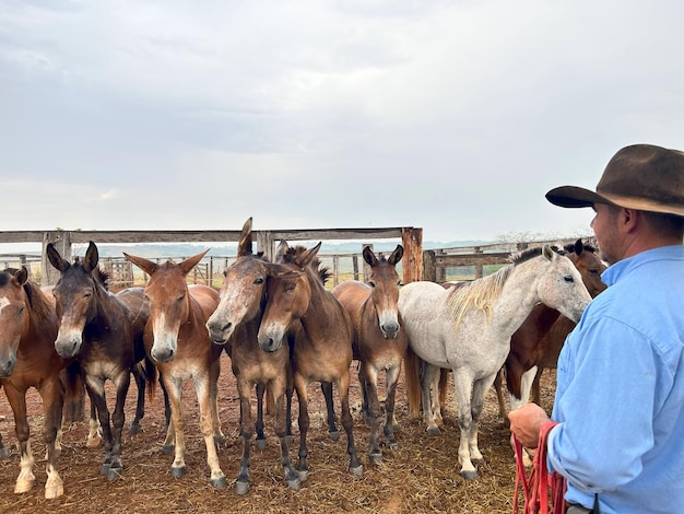 a man in a blue shirt stands in front of a herd of horses