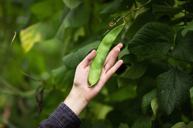 Man boer handen met groene bonen pod in de hand Landbouw concept