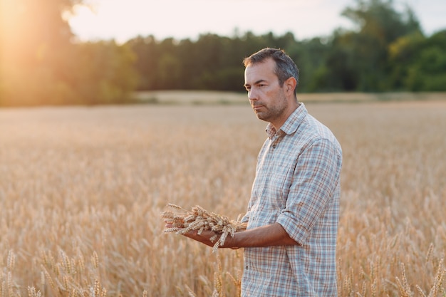 Man boer in tarweveld bij zonsondergang. Landbouw en landbouw oogsten,