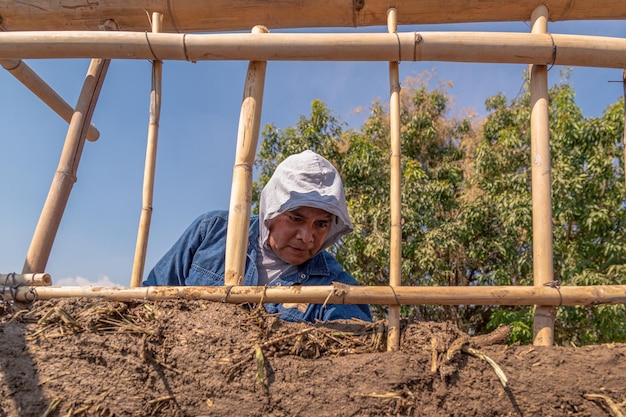 Man bouwt een muur met bioconstructie van riet en modder