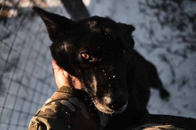 男は自分のために犬を選ぶために動物保護施設に来ました