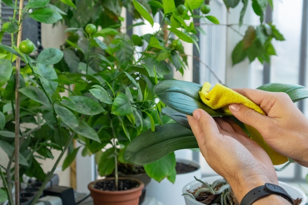 屋内観葉植物の世話をする人。