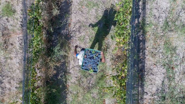 Man carrying basket of grapes at harvest