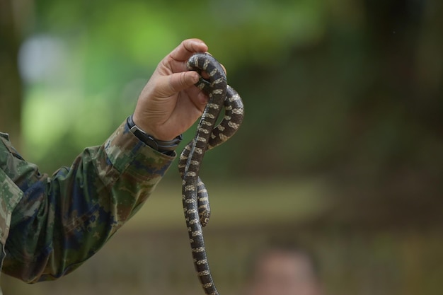 Un uomo cattura un serpente