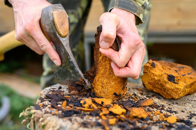 Man cleaning a Chaga mushroom