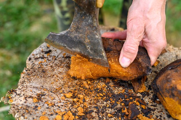 Man cleaning a Chaga mushroom