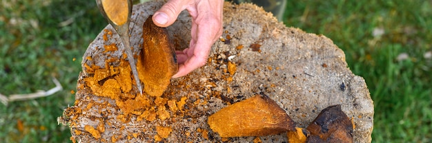 Man cleaning a Chaga mushroom