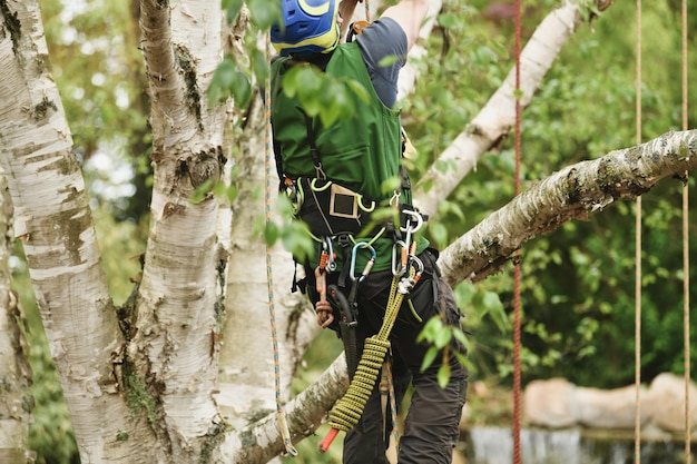 Man climber on a tree to trim branches