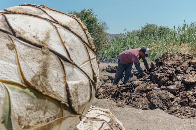 Man collecting agave pineapples after being cooked