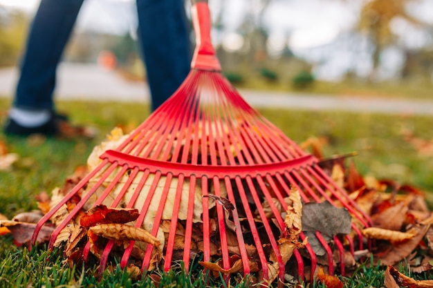 사진 뒤뜰에서 낙엽을 수집하는 남자. 가 풍경입니다. 추운 계절. 한 남자가 단풍을 긁어 모으는 빨간 갈퀴의 클로즈업 샷.