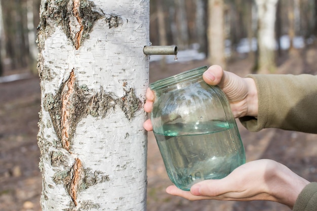 Photo a man collects birch sap in the forest