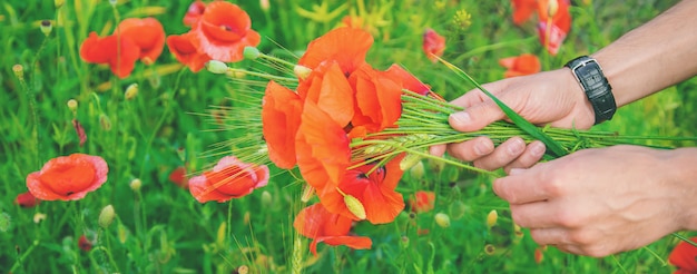 Man collects a bouquet of wildflowers. Poppies 