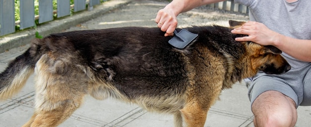 A man combs a dog's fur with a brush
