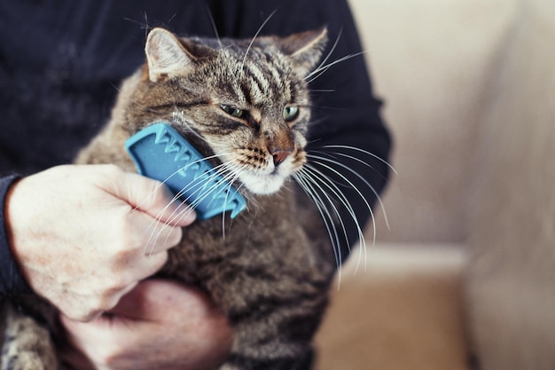 A man combs the fur of his pet gray cat with brush.