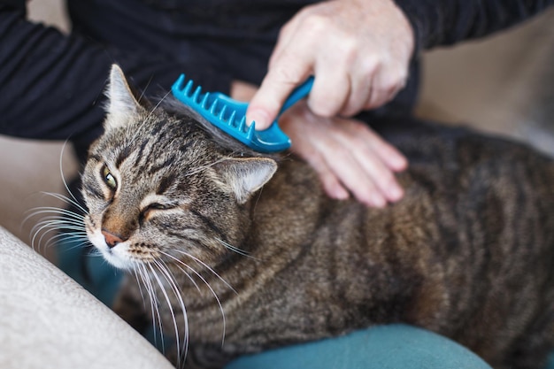 A man combs the fur of his pet gray cat with brush