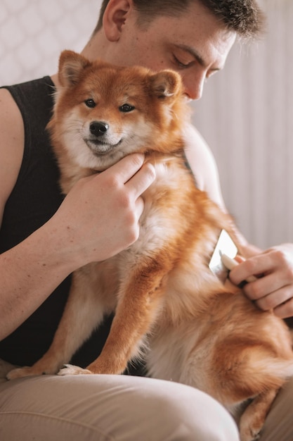 Man combs the hair of a Japanese Shiba Inu dog