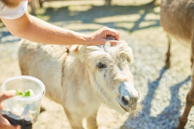 Man in contact farm zoo with donkeys in the countryside, a farm