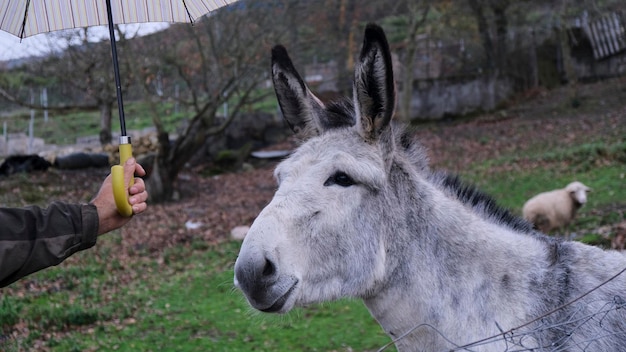 Photo man covering a white and gray donkey from the rain with an umbrella in the countryside. animal love