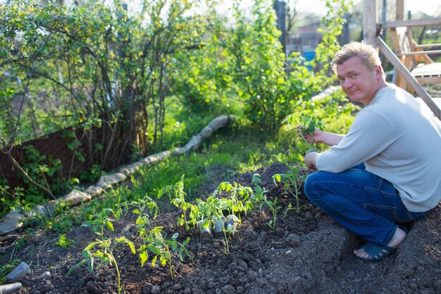 Man cultivates seedlings of tomatoes in the garden