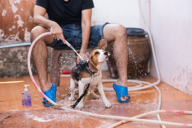 Man and cute puppy beagle taking a shower