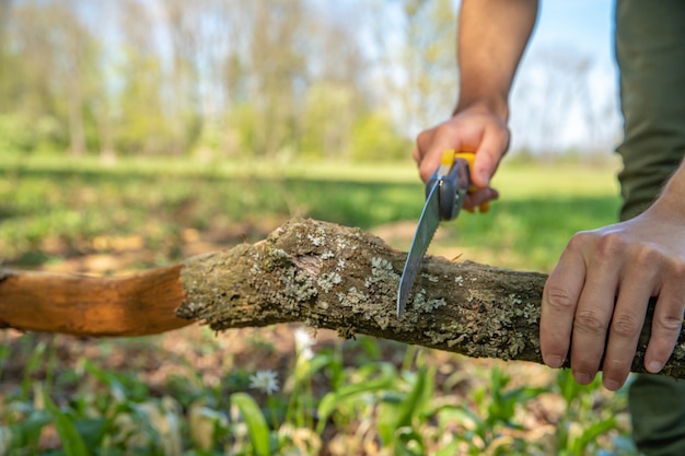 A man cuts a dry branch with a hand saw in the forest