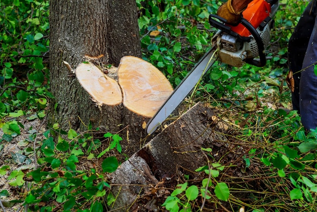 Photo man cuts tree with chainsaw machine for cutting trees