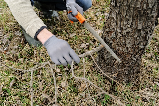 Man cutting branches.