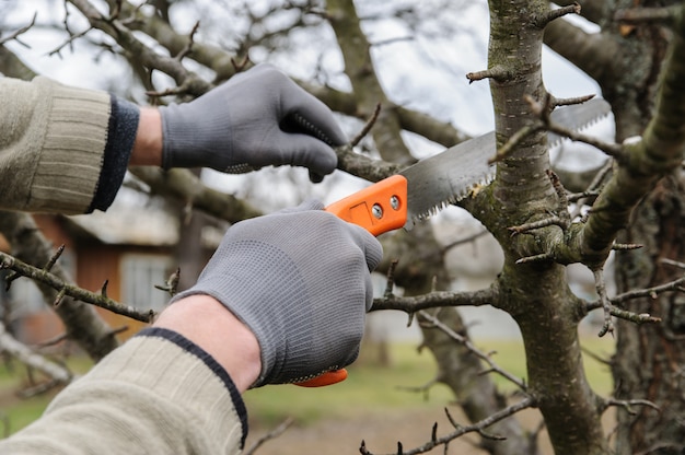 Photo man cutting branches.