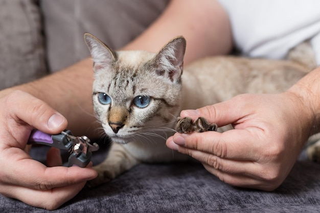 写真 バリカンでかわいいぶち猫の爪を切る男