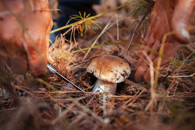 Photo man cutting off porcini mushroom in autumn forest. season of gathering mushrooms