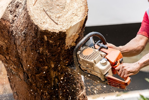 Man cutting a tree