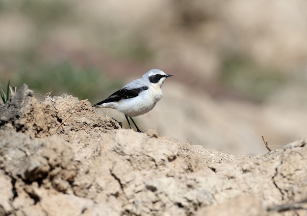 Man de tapuit of tapuit (Oenanthe oenanthe) in broedkleed gefilmd in natuurlijke habitat