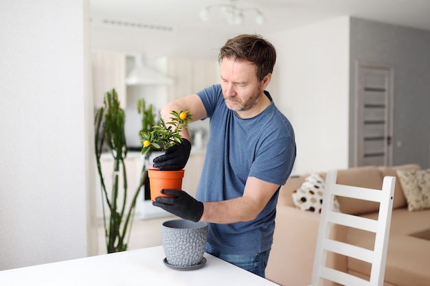 Foto man die een kamerplant calamondin overplant in een nieuwe grote bloempot