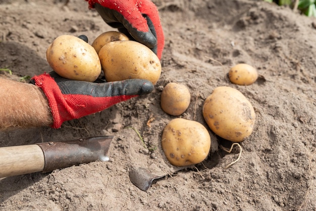 Man die grote aardappelen uit de grond graaft oogst van aardappelen in de tuin