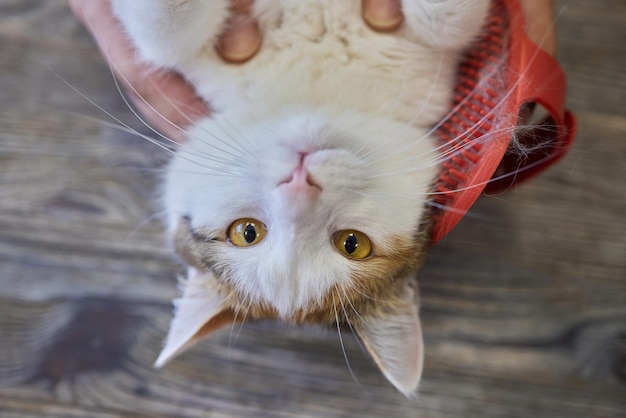 Man die kat verzorgt met speciale handschoenen Dierenverzorging