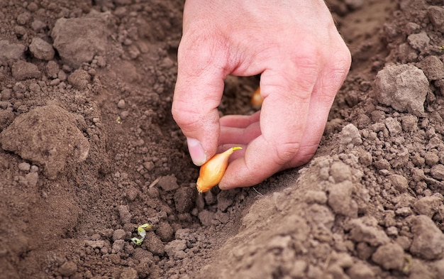 Man die ui plant in de moestuin. Close-up uien in rij planten