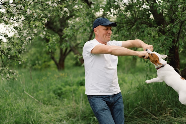 Man and dog friendship. Man play Jack Russell Terrier dogs in meadow. 