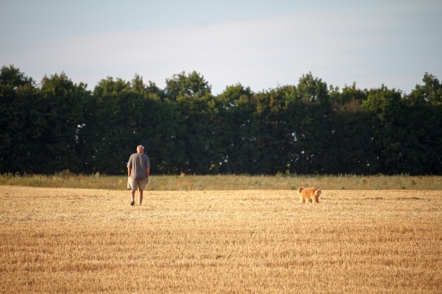 A man and a dog walk along a mowed field of wheat, a golden stubble after harvest.