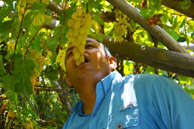 Photo a man eating grapes in a vineyard