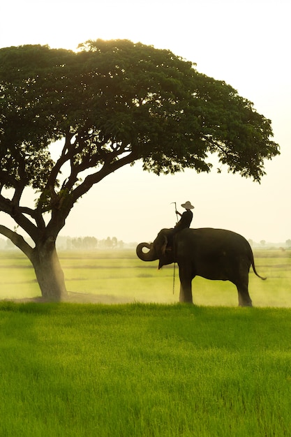 Man on an elephant near a tree