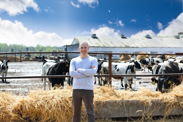 Man on the farm cows