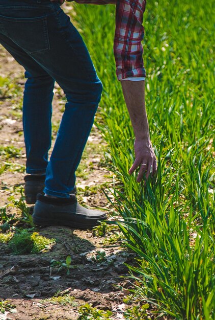 A man farmer checks how wheat grows in the field Selective focus