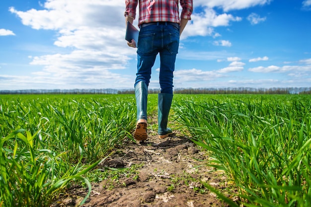 A man farmer checks how wheat grows in the field Selective focus