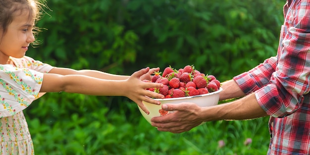 A man farmer and a child picking strawberries in the garden. Nature.