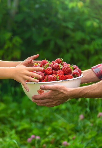 A man farmer and a child picking strawberries in the garden. Nature.