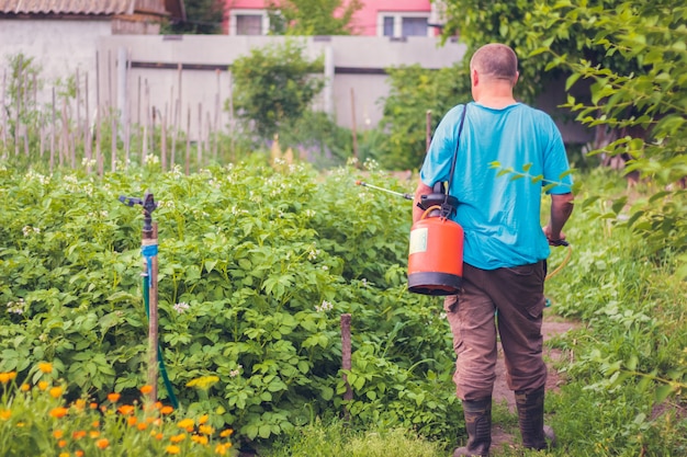 Man farmer destroys insects by spraying potatoes